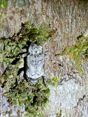 Leptostylus transversus