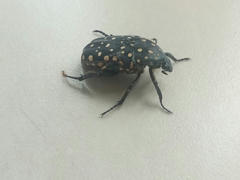 Protaetia niveoguttata