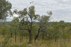 Eucalyptus whitei