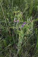 Vicia nervata
