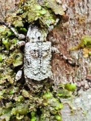 Leptostylus transversus