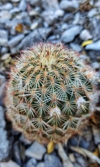 Echinocereus armatus