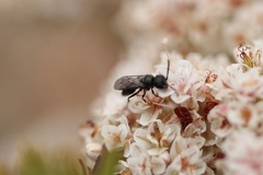 Myrmosidae