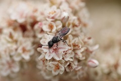 Myrmosidae