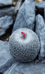 Epithelantha