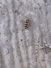 Salticus scenicus