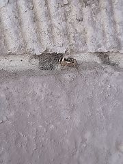 Salticus scenicus