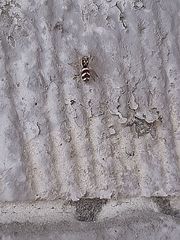 Salticus scenicus