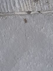 Salticus scenicus