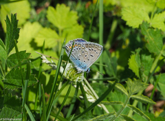 Polyommatus icarus
