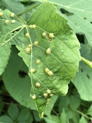 Phylloxera caryaefallax