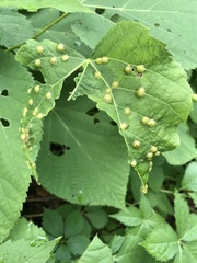 Phylloxera caryaefallax