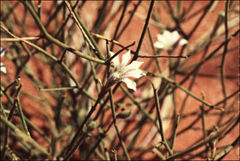 Scaevola depauperata