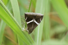 Argyrostrotis