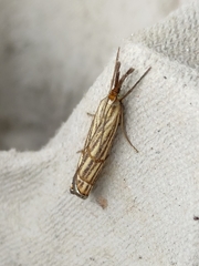 Chrysocrambus