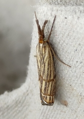 Chrysocrambus