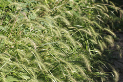 Elymus villosus