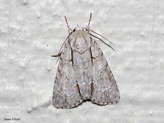 Acronicta laetifica