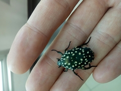 Protaetia niveoguttata