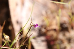 Utricularia caerulea