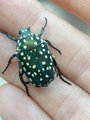 Protaetia niveoguttata