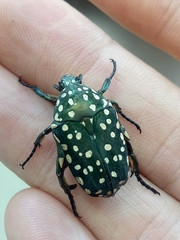 Protaetia niveoguttata