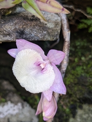 Dendrobium aphyllum