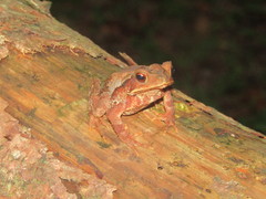 Large-Crested Toad photo 2