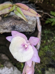 Dendrobium aphyllum