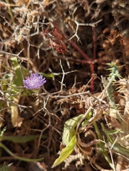 Knautia integrifolia