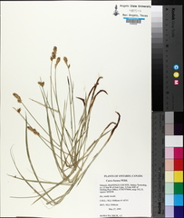 Carex siccata