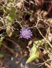 Knautia integrifolia