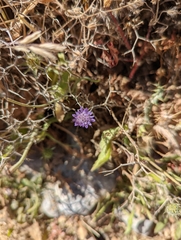 Knautia integrifolia