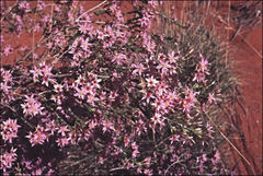 Calytrix longiflora