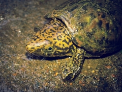 Sternotherus peltifer