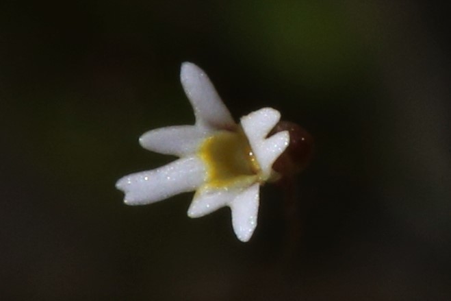 Utricularia quinquedentata F.Muell. ex P.Taylor 2