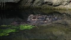 Alligator sinensis