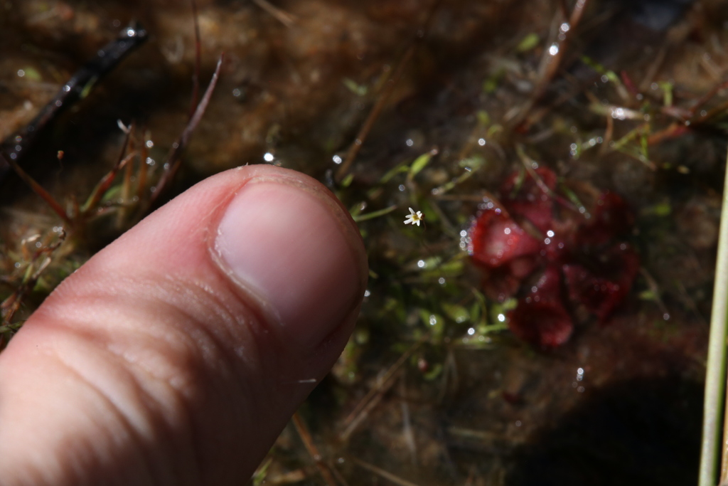 Utricularia quinquedentata F.Muell. ex P.Taylor 3