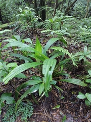 Calanthe speciosa