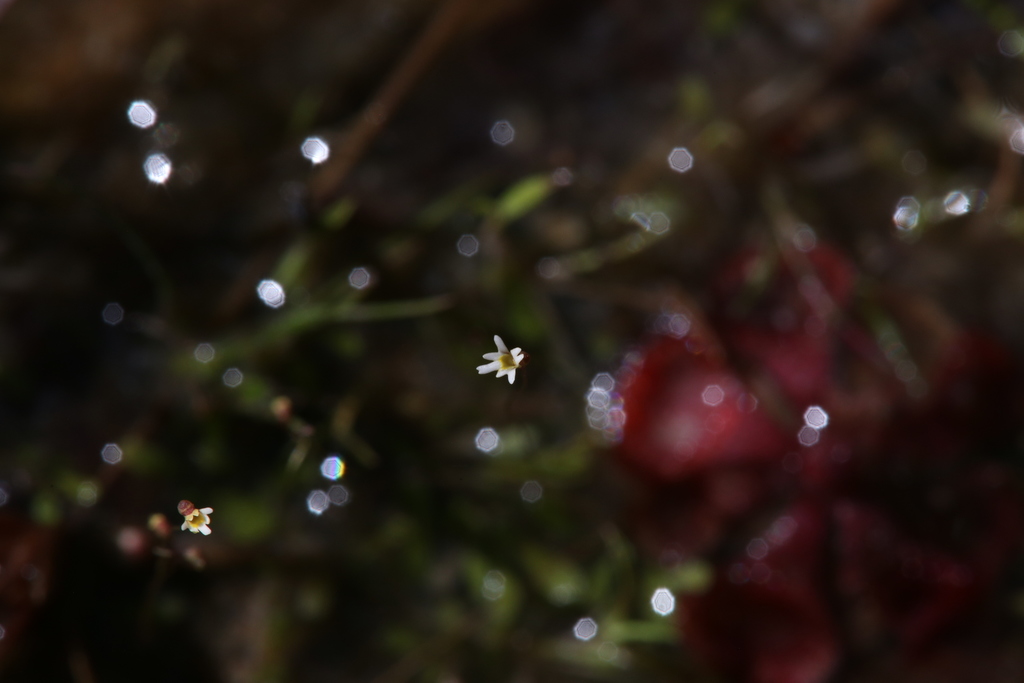 Utricularia quinquedentata F.Muell. ex P.Taylor 4