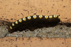 Acronicta funeralis