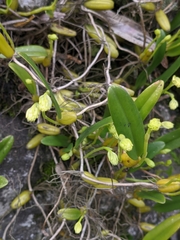 Bulbophyllum odoratissimum