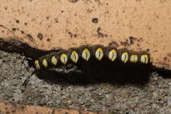 Acronicta funeralis
