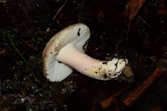 Russula marangania