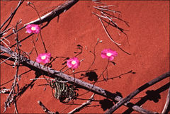 Calandrinia remota