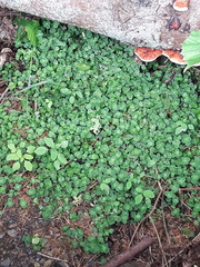 Chrysosplenium oppositifolium