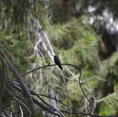 Lampornis clemenciae