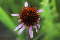 Echinacea angustifolia