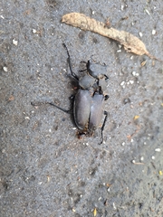 Lucanus cervus