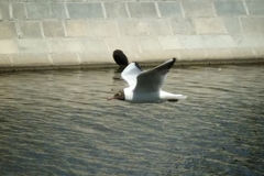 Chroicocephalus ridibundus